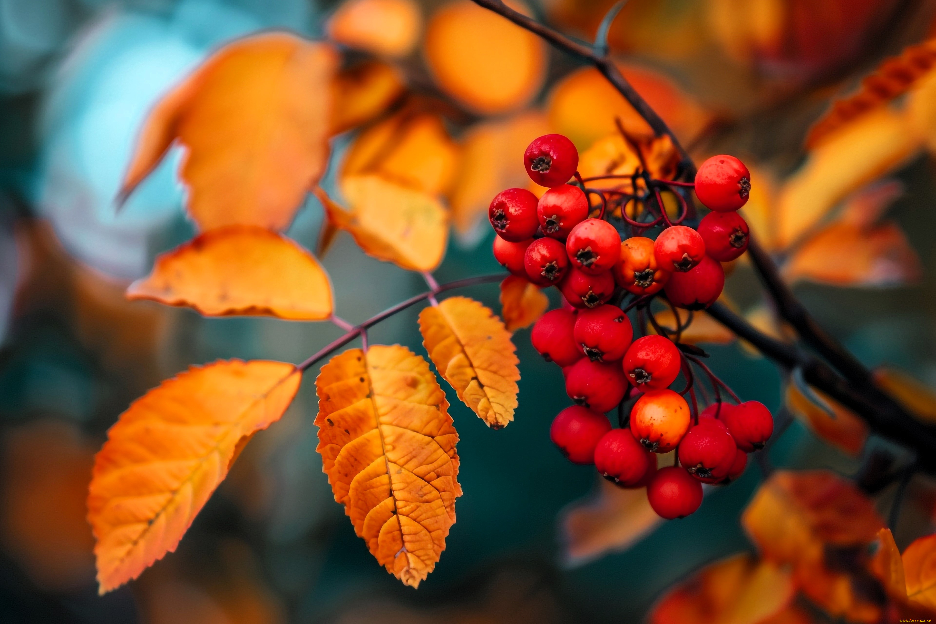 3 ,  , nature, , , , , , 